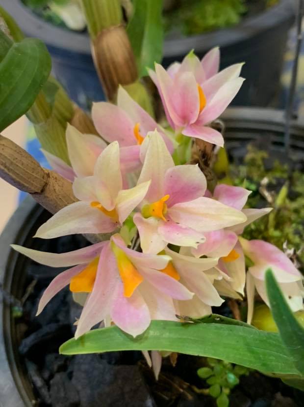 Dendrobium Sakurako | Mature previously bloomed not in bloom