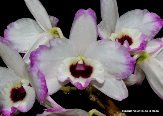 Den. Love Memory ‘Fizz’ | In Bud