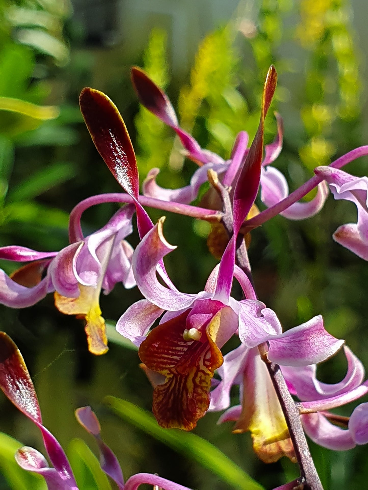 Den Penang Little Magic | 3" Pot | BS not in bloom