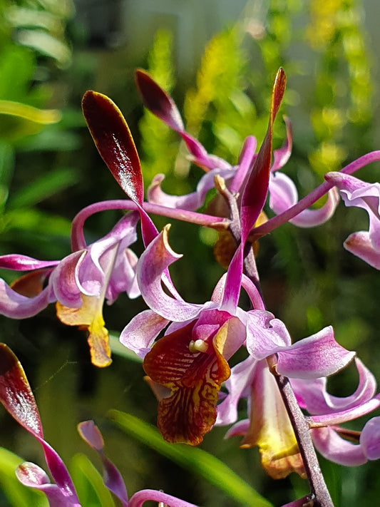 Den Penang Little Magic | 3" Pot | In spike