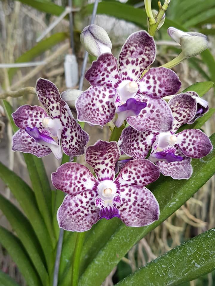 Pda. Kyra Green 'Minghus' | Large Previously Bloomed