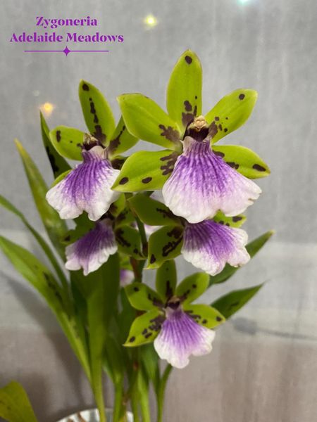 Zygoneria Adelaide Meadows | 3" pot | BS not in bloom