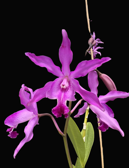 Myrmecocattleya Monte Bello | BS not in bloom