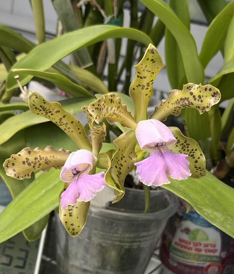 Cattleya – Page 2 – Barefoot Orchids