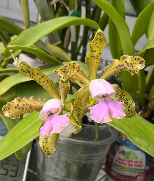 Cattleya Mareeba Tiger f. coerulea (tigrina coerulea x schilleriana coerulea) | BS 4" pot not in bloom