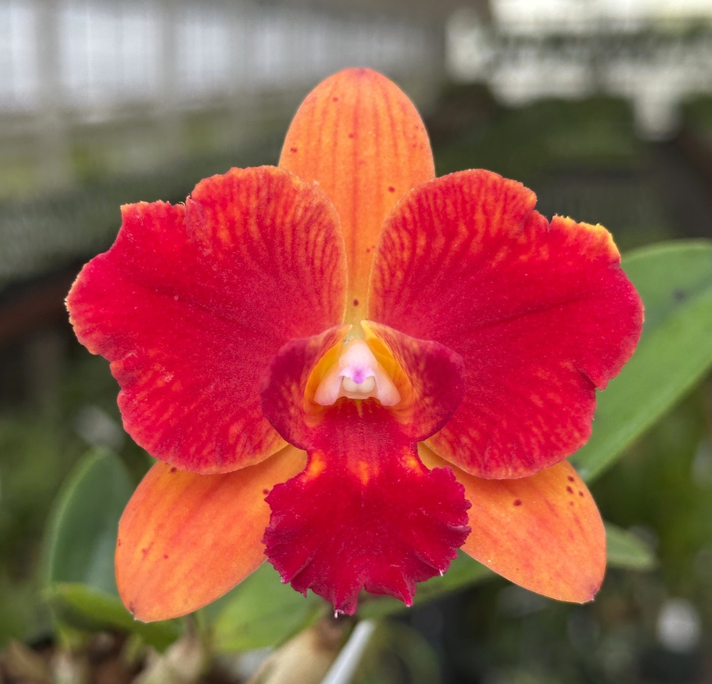 Rhyncattleanthe Katherine Clarkson-Laszlo's Spark | BS 4" pot not in bloom