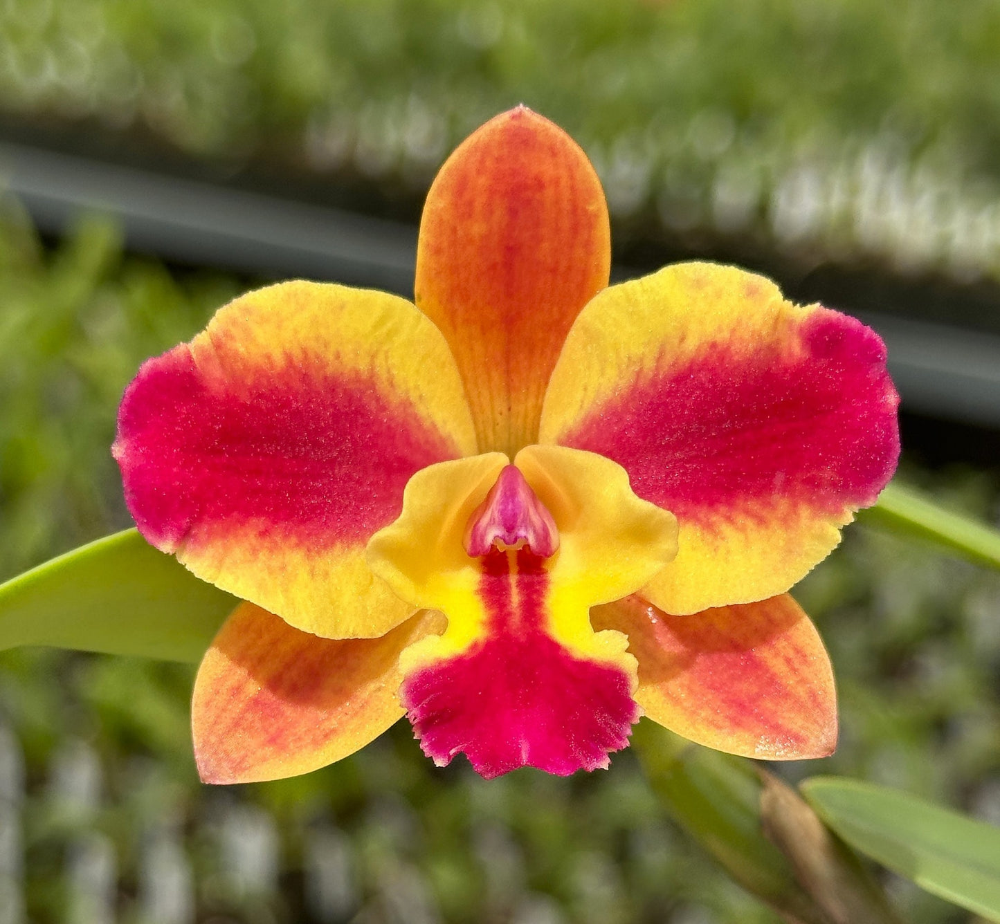 Rhyncattleanthe Katherine Clarkson-Laszlo's Spark | BS 4" pot not in bloom