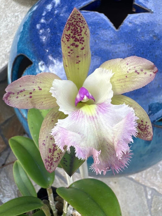 Rlc. Thetis | BS not bloom