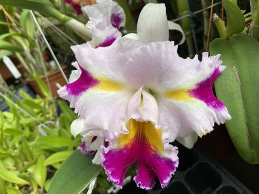 Cattleya Platinum Sun 'Pachara Fancy' | BS not in blooom