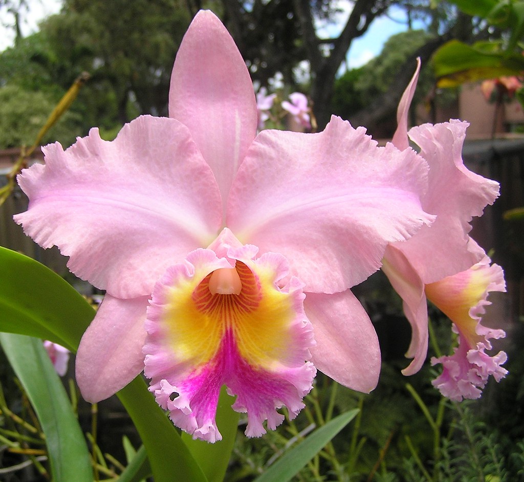 Blc. George King 'Serendipity' AM/AOS | Bareroot new import