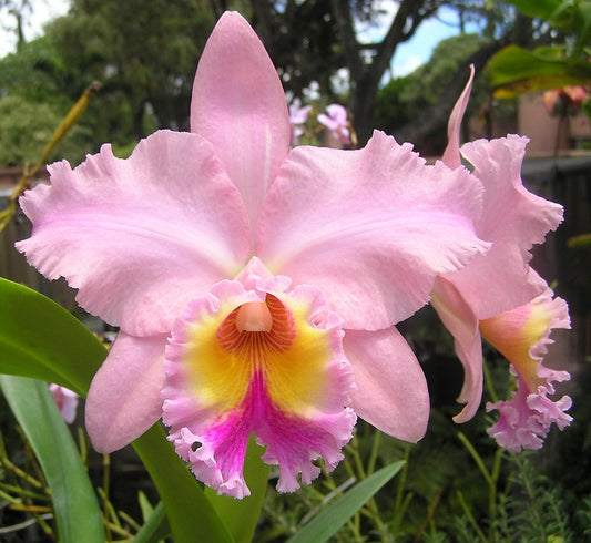 Blc. George King 'Serendipity' AM/AOS | Bareroot new import