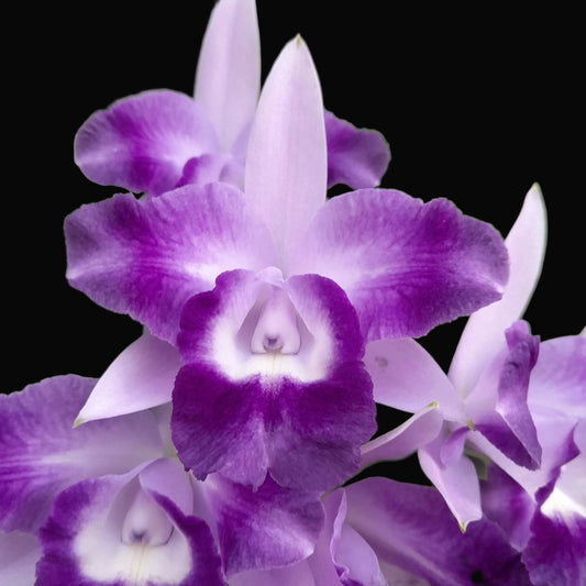 Close-up of purple and white orchids with a blurred green background