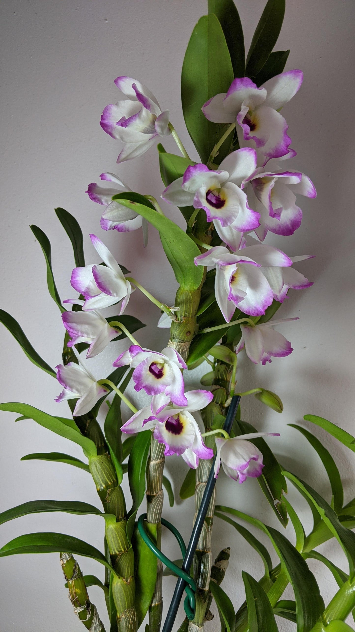Den. Love Memory ‘Fizz’ |