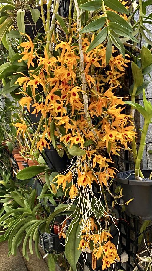 Dendrobium Chanthaboon Sunrise 'Aes' | Blooming size nobile orchid