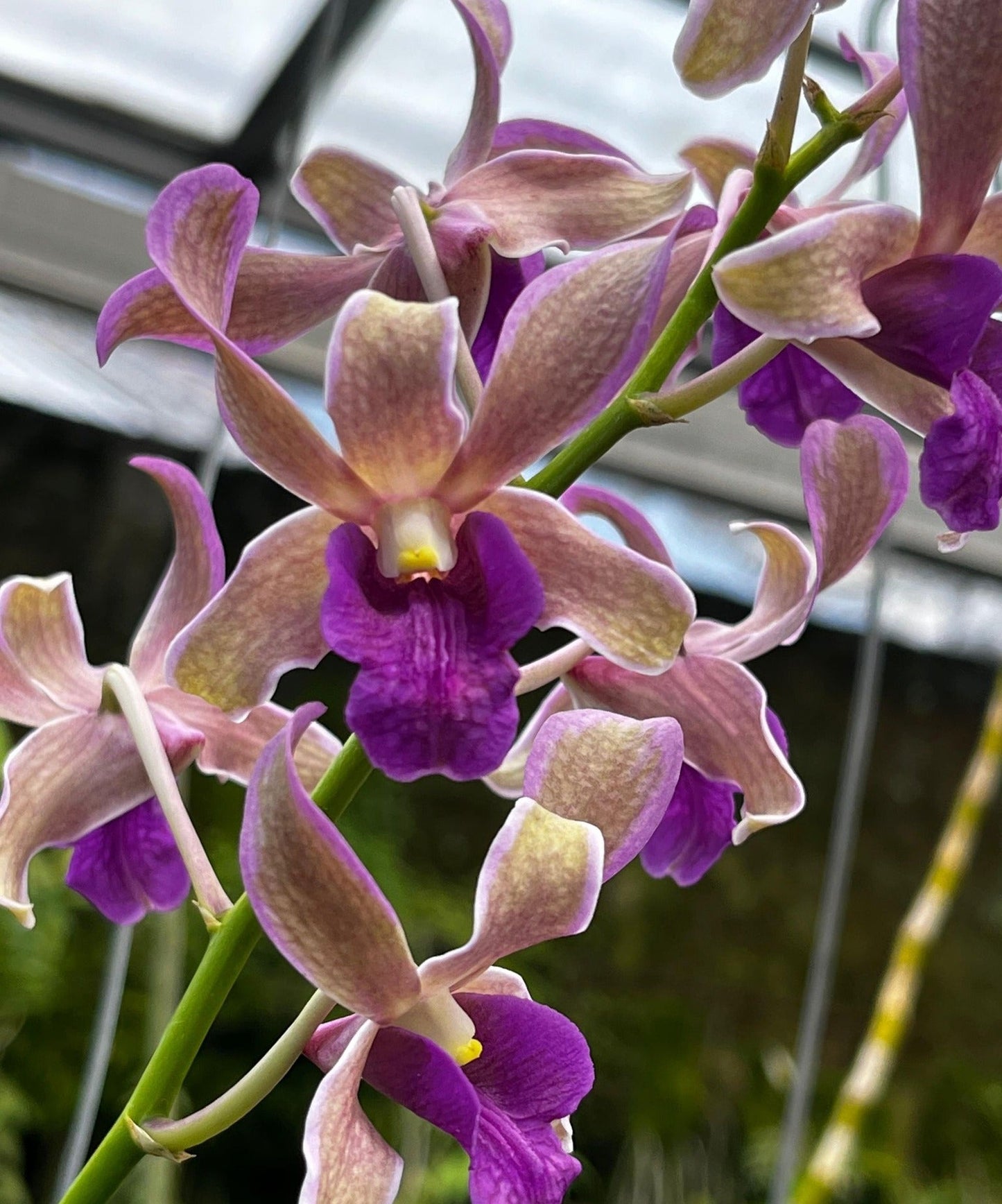 Den. Dragon Fly 'Variegated' | NBS