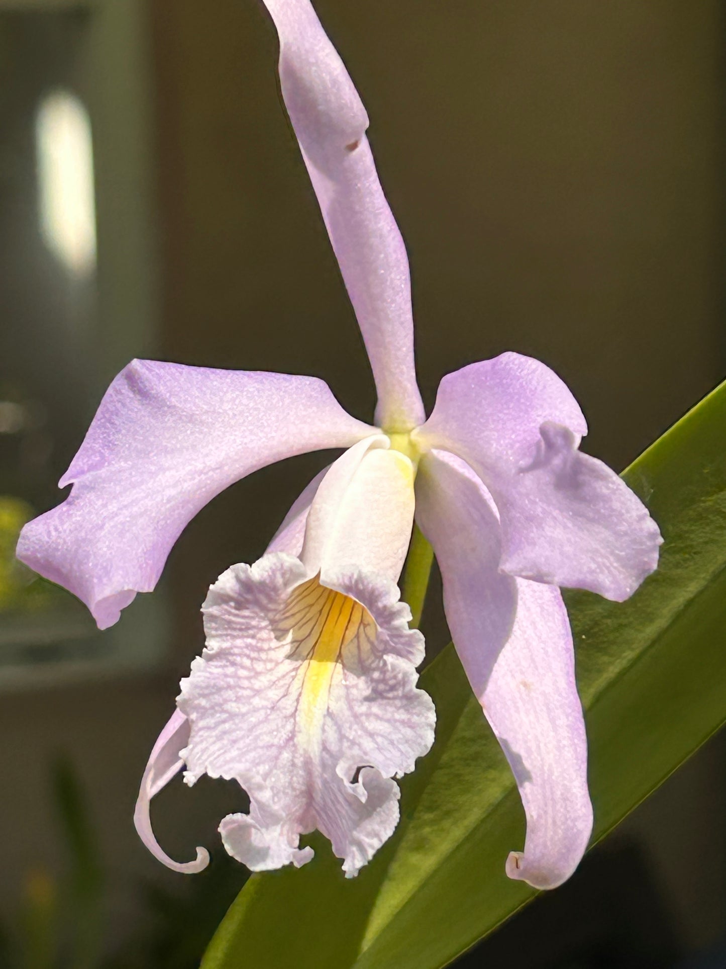 C. maxima coerulea 'Blue Sea' | NBS | 4" pots