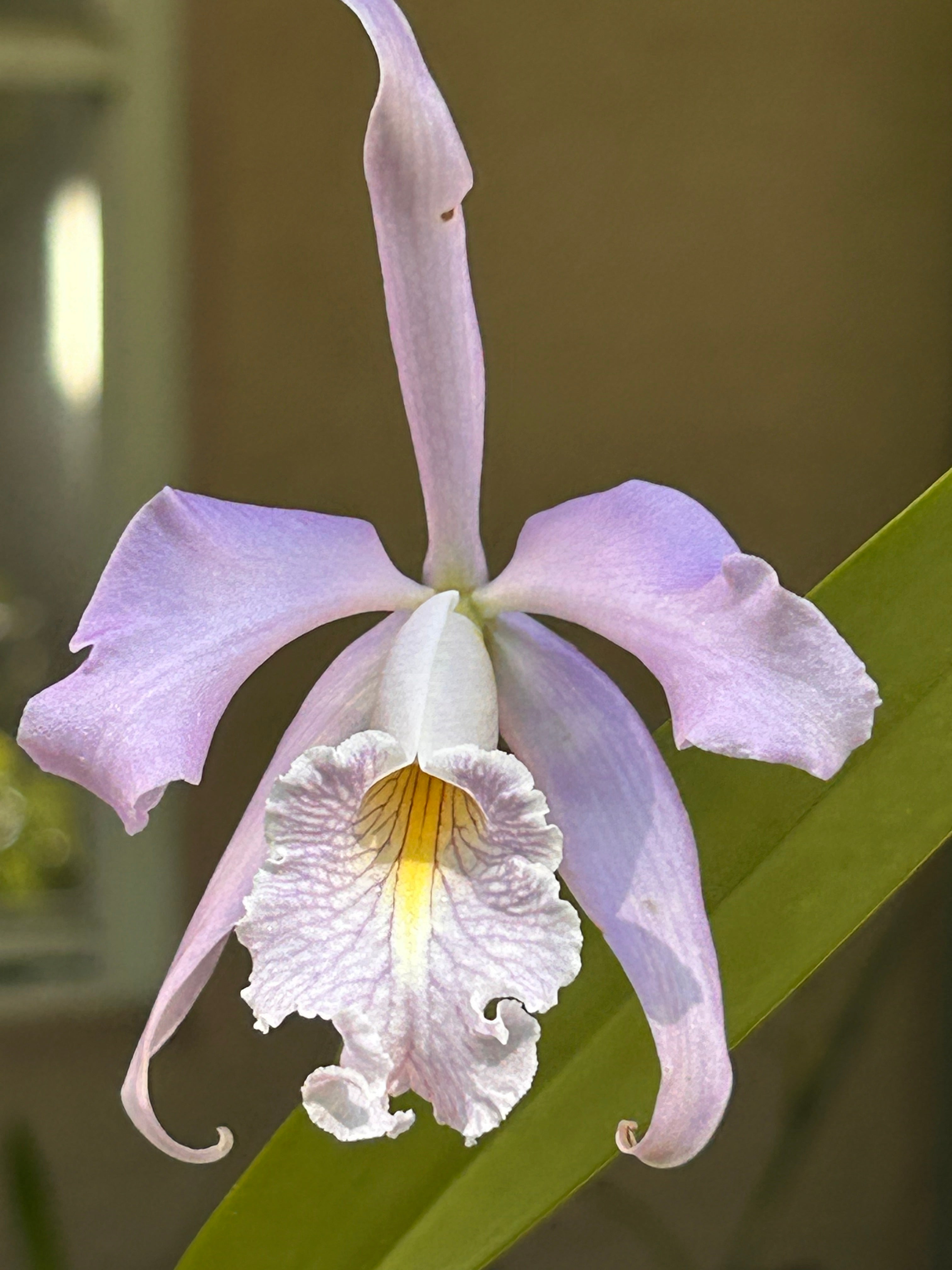 標本 RSA Atrichiana placida 18mm Rarities – Barefoot Orchids