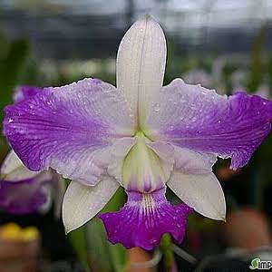 C. walkeriana labeloide 'Flash' | NBS | 3" pot