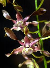 Den. Greg Scott 4N x Den. Kaipu 4N | BS | 4" Pots