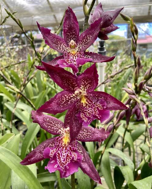 Bllra. Marfitch 'Howard's Dream' AM/AOS | In Spike