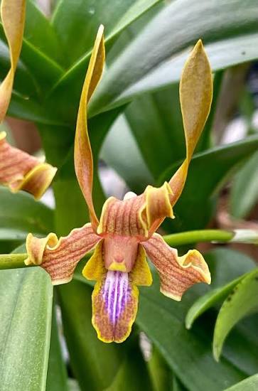 Antelope Dendrobium Grab Bag