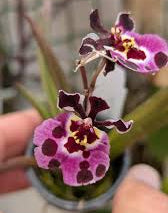 Tolumnia Jairak Firm ‘ Koromo’ | Blooming size miniature not in bloom