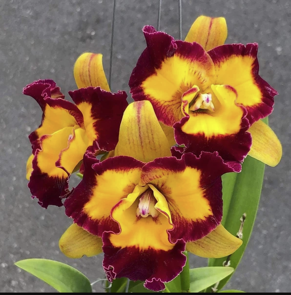 Rlc. Linkin Love 'Chester' | BS not in bloom | 4" pot