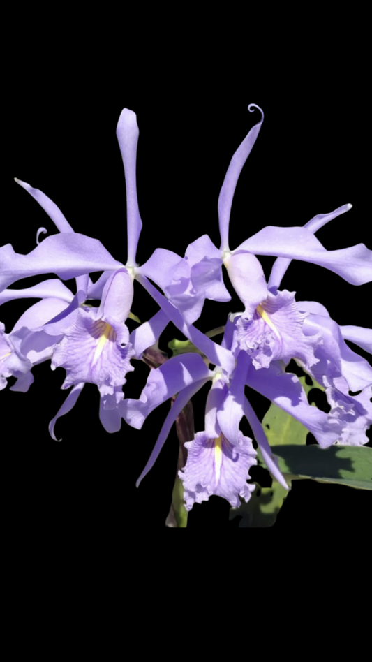 C. maxima coerulea 'Blue Sea' | NBS