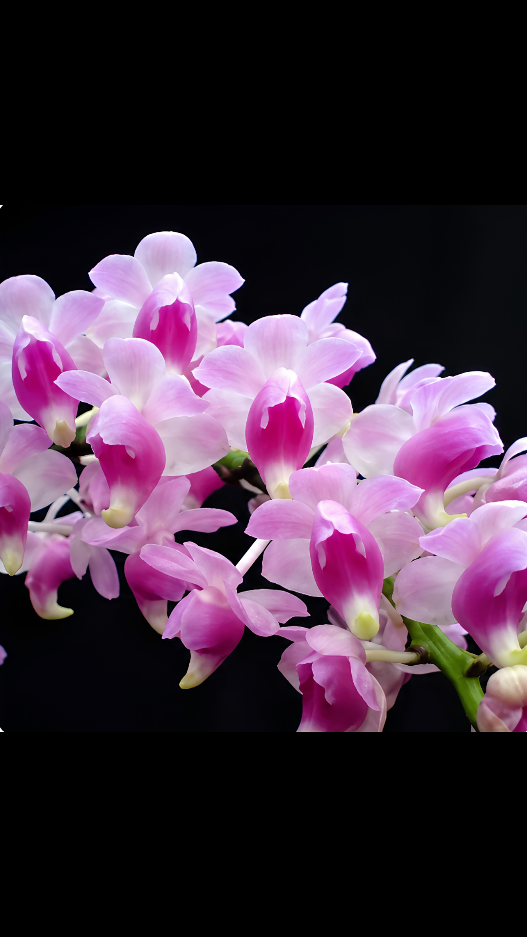 Aerides odorata| NBS