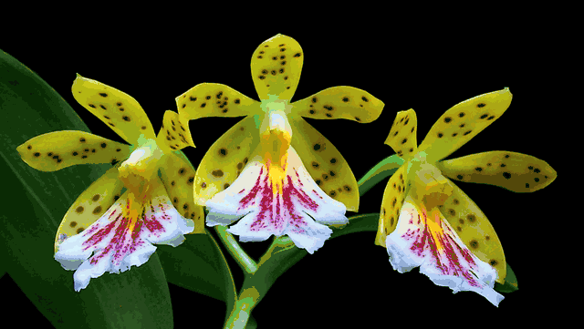 Orstedella wallisii | Blooming size not in bloom