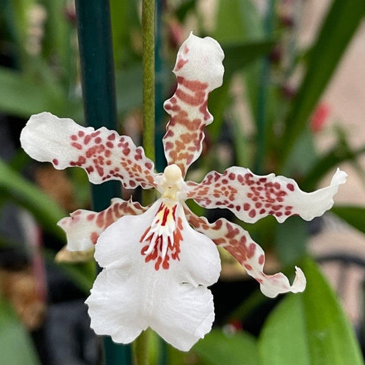 Onc. Speckled Spire 'Snowflake'