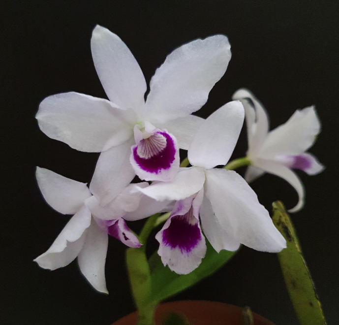 Guarianthe bowringiana "One in a Million x sib"| Live fragrant Orchid species