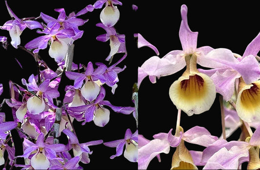 Dendrobium Jairak Candy x Den. Yi Cheng Xi Shi | BS not in bloom