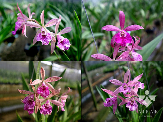 Guarvolclia Jairak Pinky | BS not in bloom