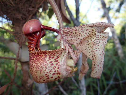 Coryanthes macrantha | BS not in bloom