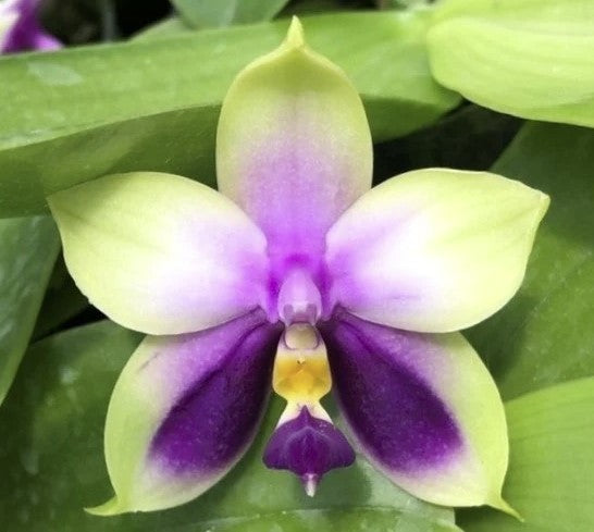 Phal. bellina var coerulea | Blooming size not in bloom