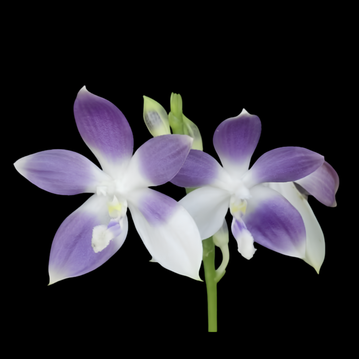 Phal. tetraspis var. coerulea | BS not in bloom