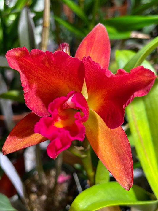 Pot. Jessie Sabo 'Paradise'| Live Blooming size Orchid Not in bloom