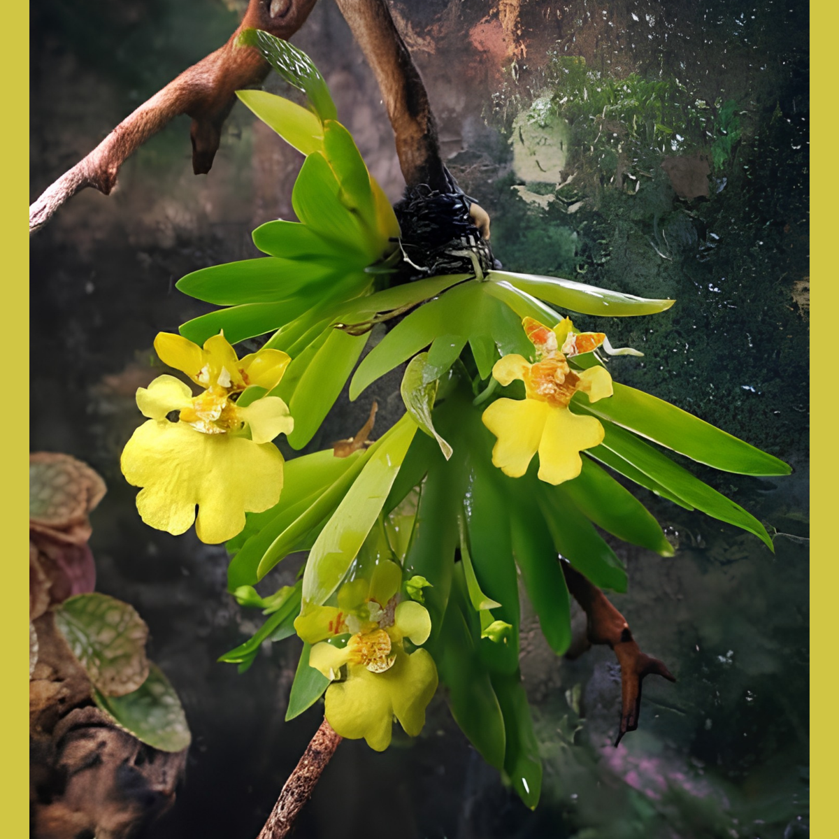 Psygmorchis pusilla | BS not in bloom | Miniature