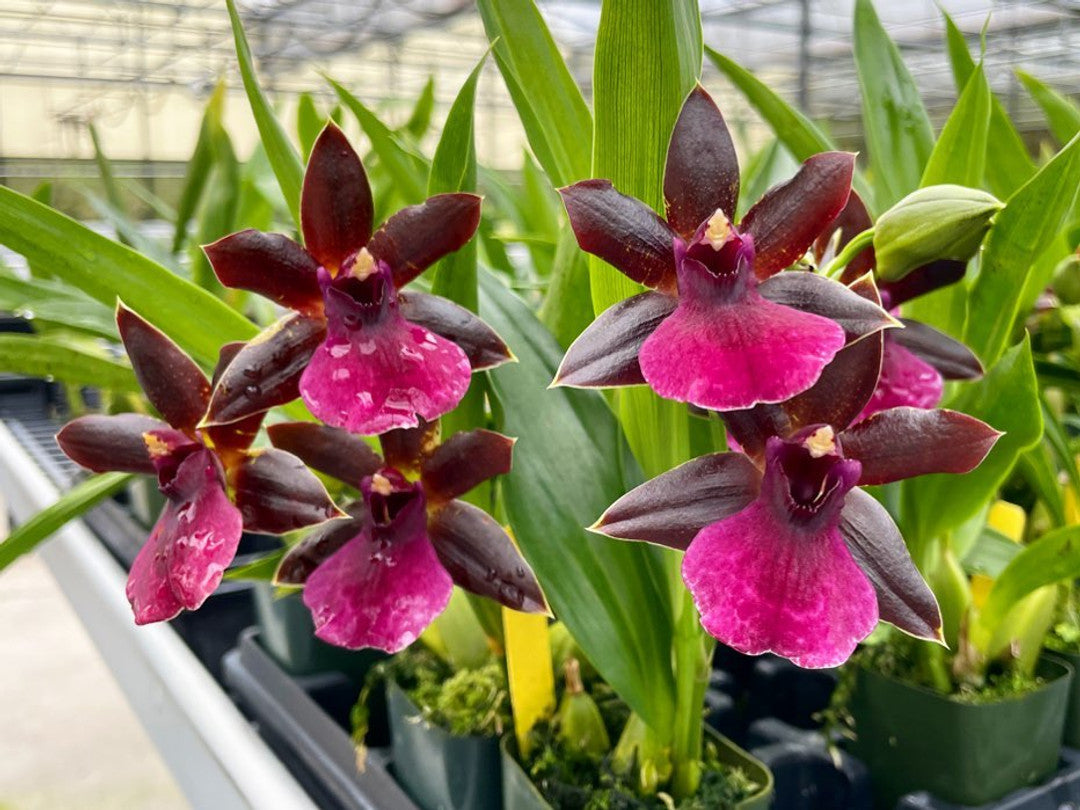 Ptpm. La Jolla Delight 'Hilo Orchid Farm' | All in spike