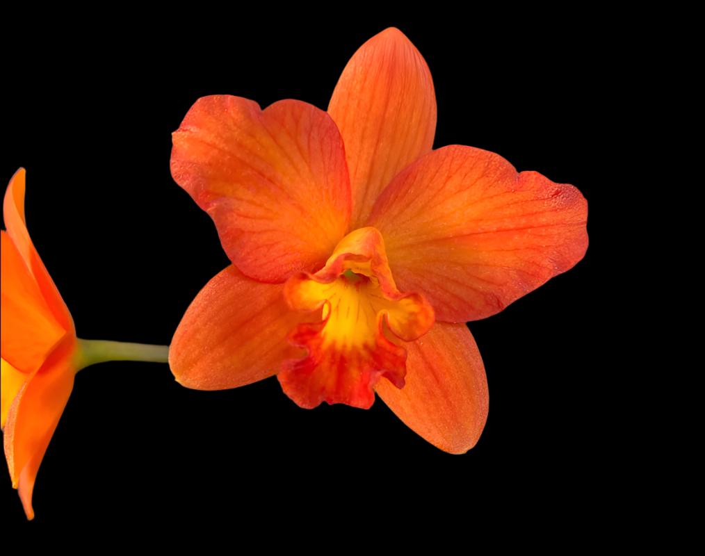 Rlc. Cheif Glory 'Red Ant' | Blooming size not in bloom | 3.5" pot