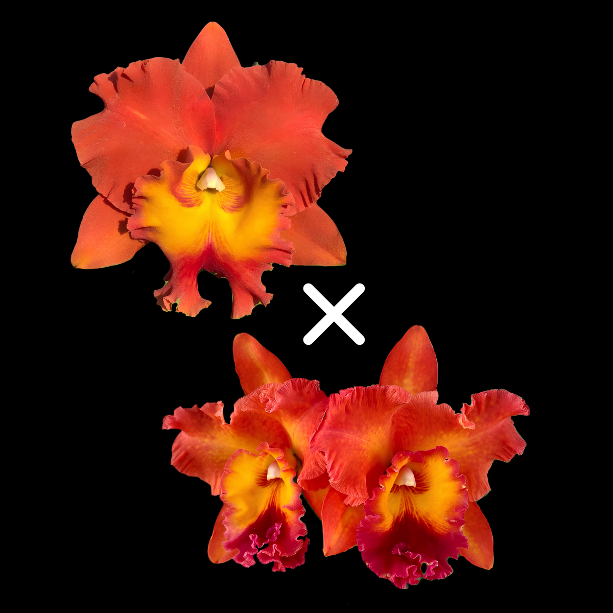 Two red and yellow orchid flowers on a black background, with a white multiplication sign between them.