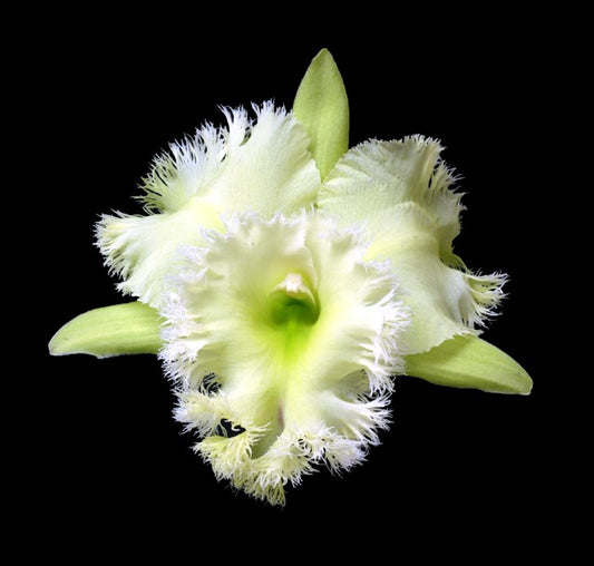 Rlc. Golf Green 'Hair Pig' | NBS live orchid