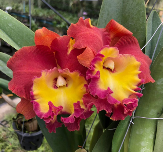 Rlc. Orange Diamond | 5" pot | Live Blooming Size Orchid