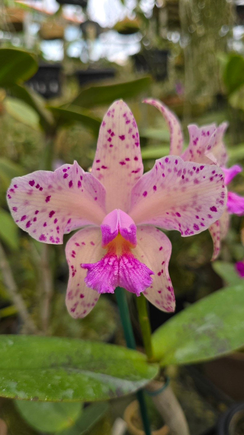 C. amethystoglossa 'Irmãs de Amesiana' | Bareroot new import