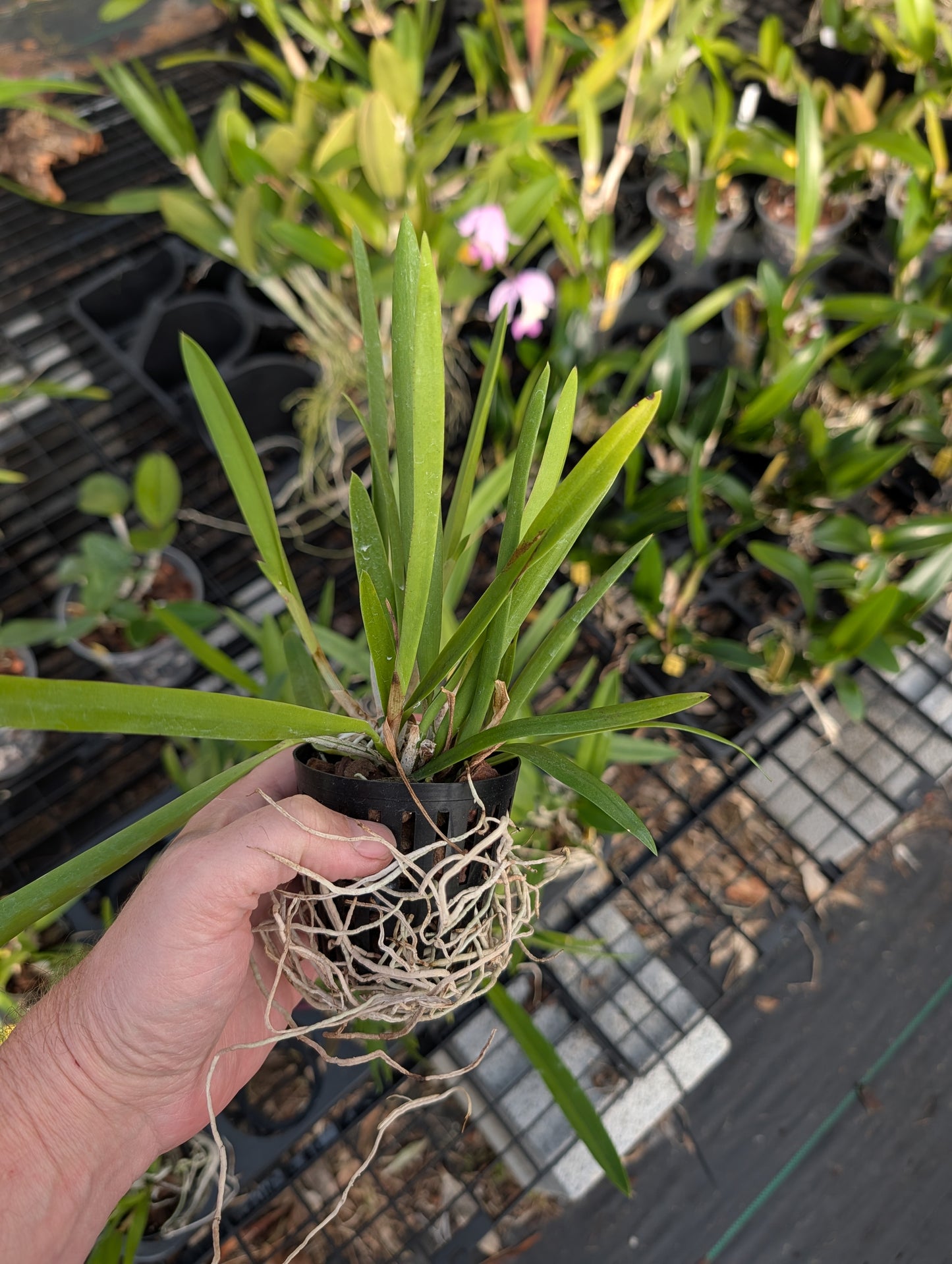 Psv. Nodoprismo (B. nodosa x Psh. prismatocarpa) | BS not in bloom