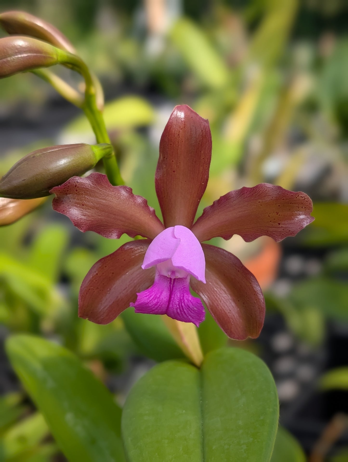 C. tigrina alba 'Alegria' x C. tigrina suave | 4" pot | BS not in Bloom