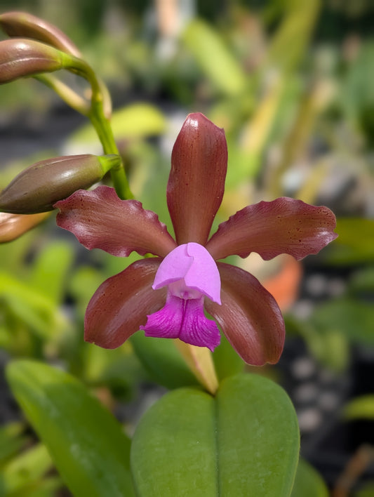 C. tigrina alba 'Alegria' x C. tigrina suave | 4" pot | BS not in Bloom
