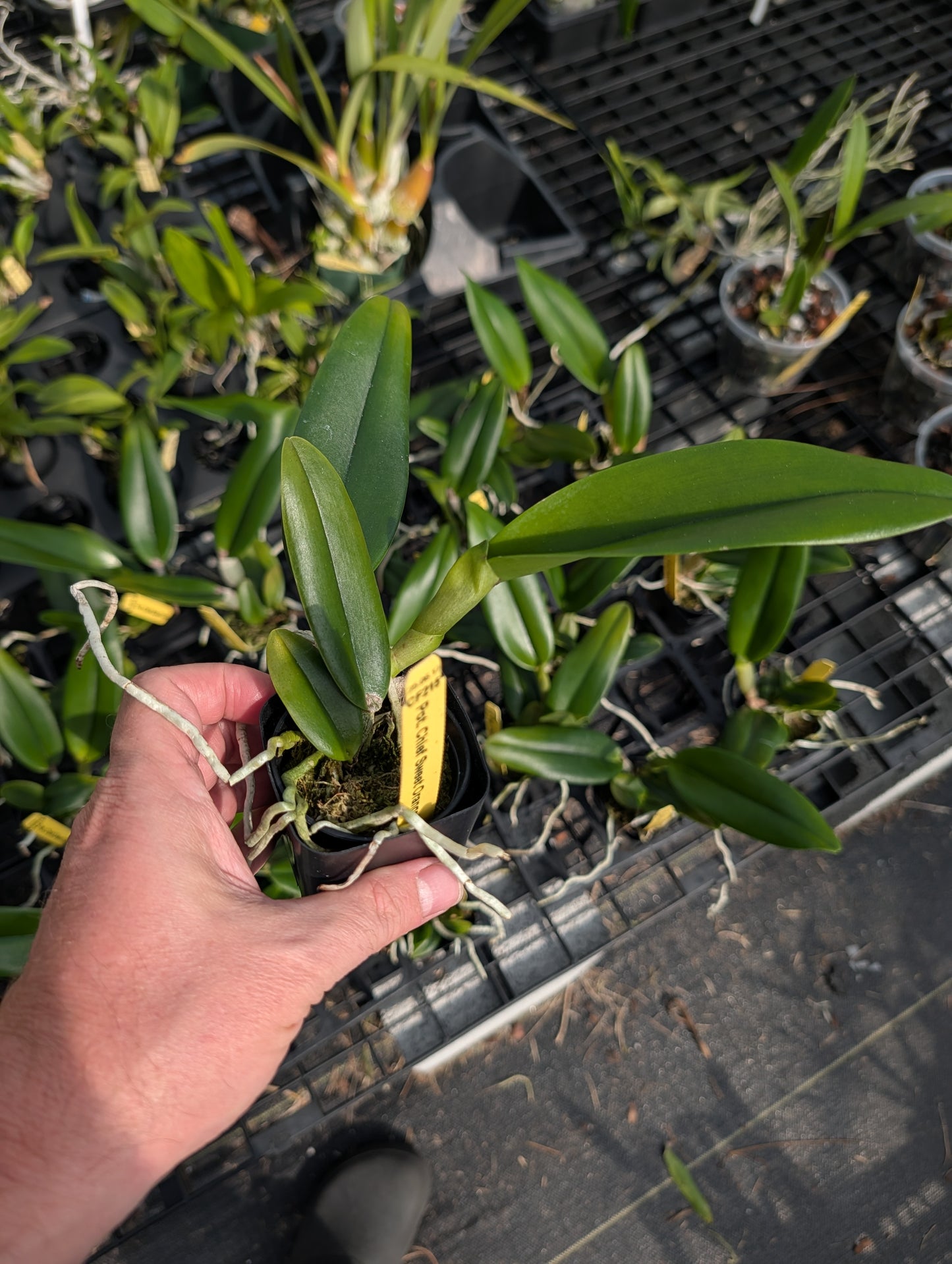 Pot. Chief Sweet Orange 'CF215' | BS not in bloom 3" pot