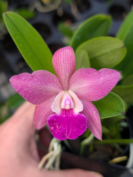 C. QF Lopaka (aclandiae x C. QF Hazel Kealoha)  | BS not bloom